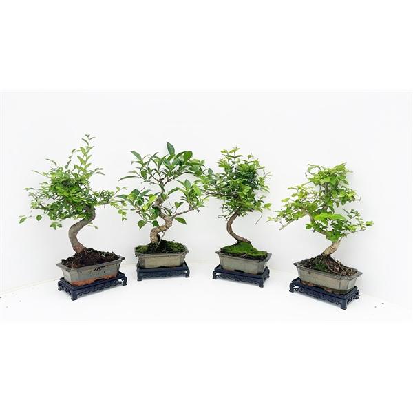 Горшечные цветы и растения оптом Bonsai Mix With Table от 10шт из Голландии с доставкой по России