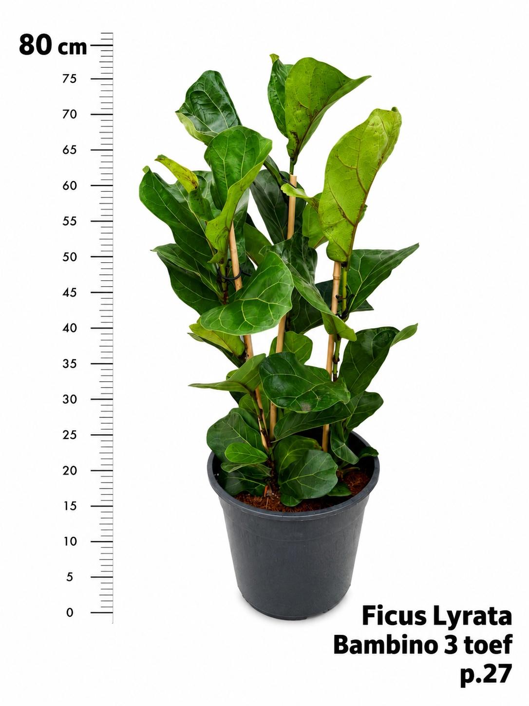 Горшечные цветы и растения оптом Ficus Lyrata Bambino от 1шт из Голландии с доставкой по России