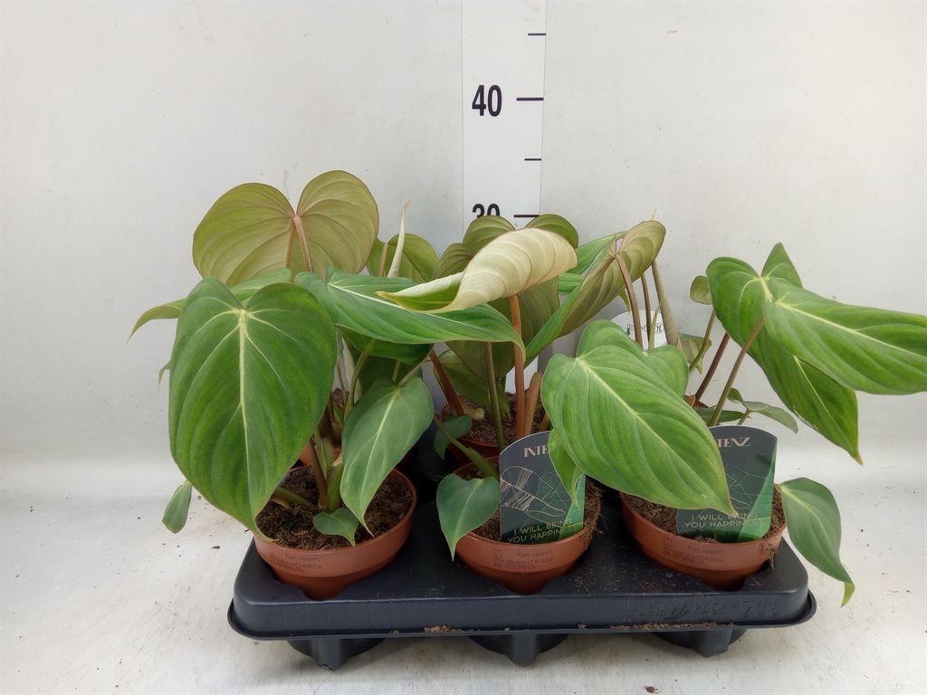 Горшечные цветы и растения оптом Philodendron Gloriosum от 6шт из Голландии с доставкой по России