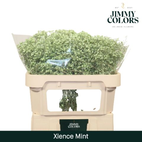Срезанные цветы оптом Gyps large paint mintgreen от 25шт. из Голландии с доставкой по России
