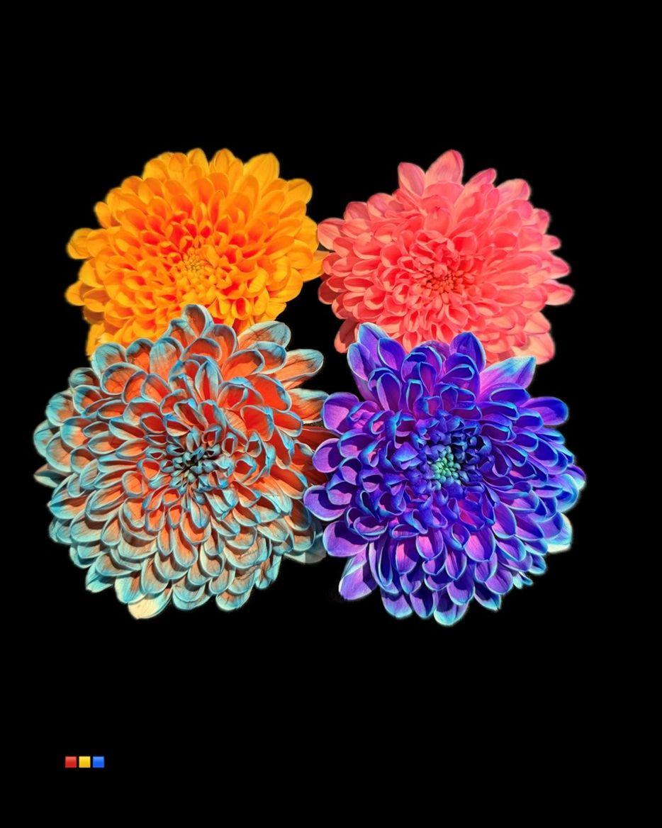 Срезанные цветы оптом Chrys sp paint altaj mix от 40шт из Голландии с доставкой по России