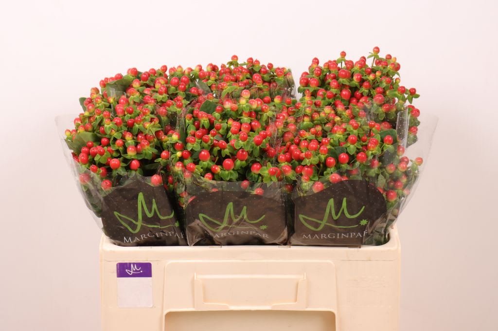 Срезанные цветы оптом Hypericum tomato flair от 80шт.. из Голландии с доставкой по России