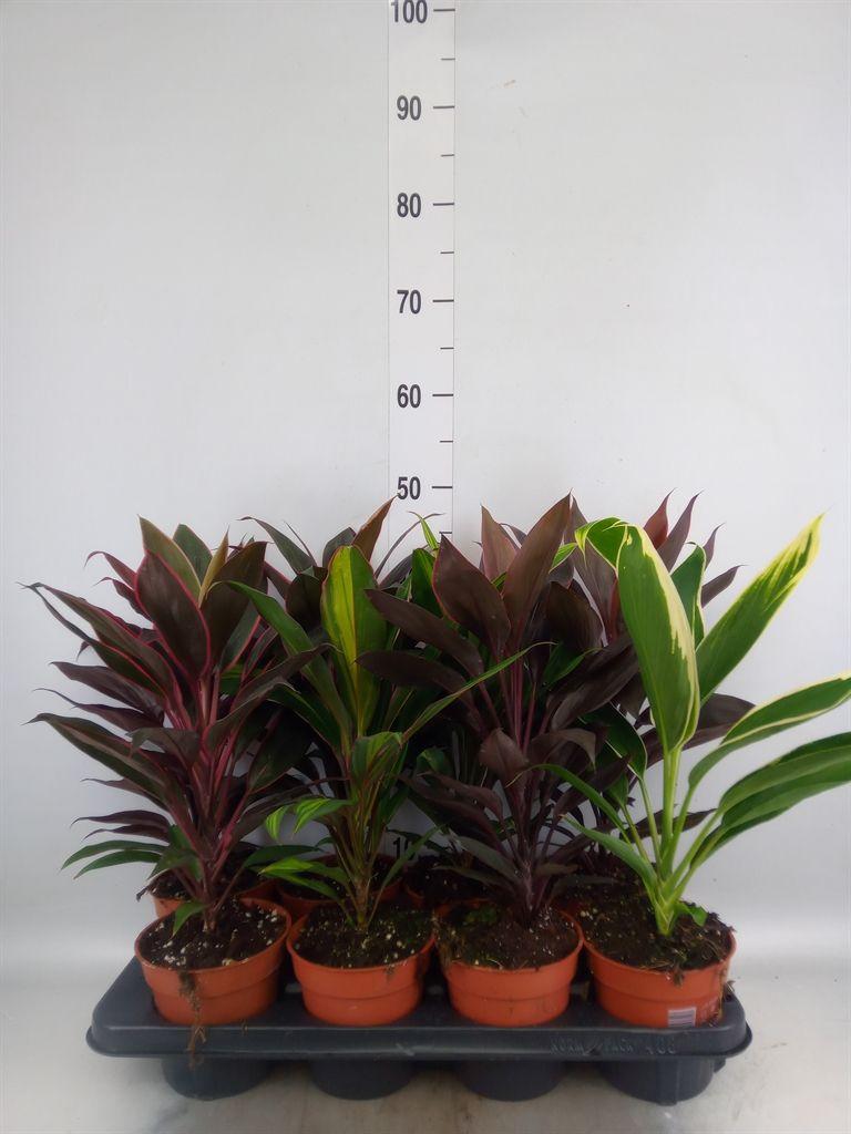 Горшечные цветы и растения оптом Cordyline   ...mix от 8шт из Голландии с доставкой по России
