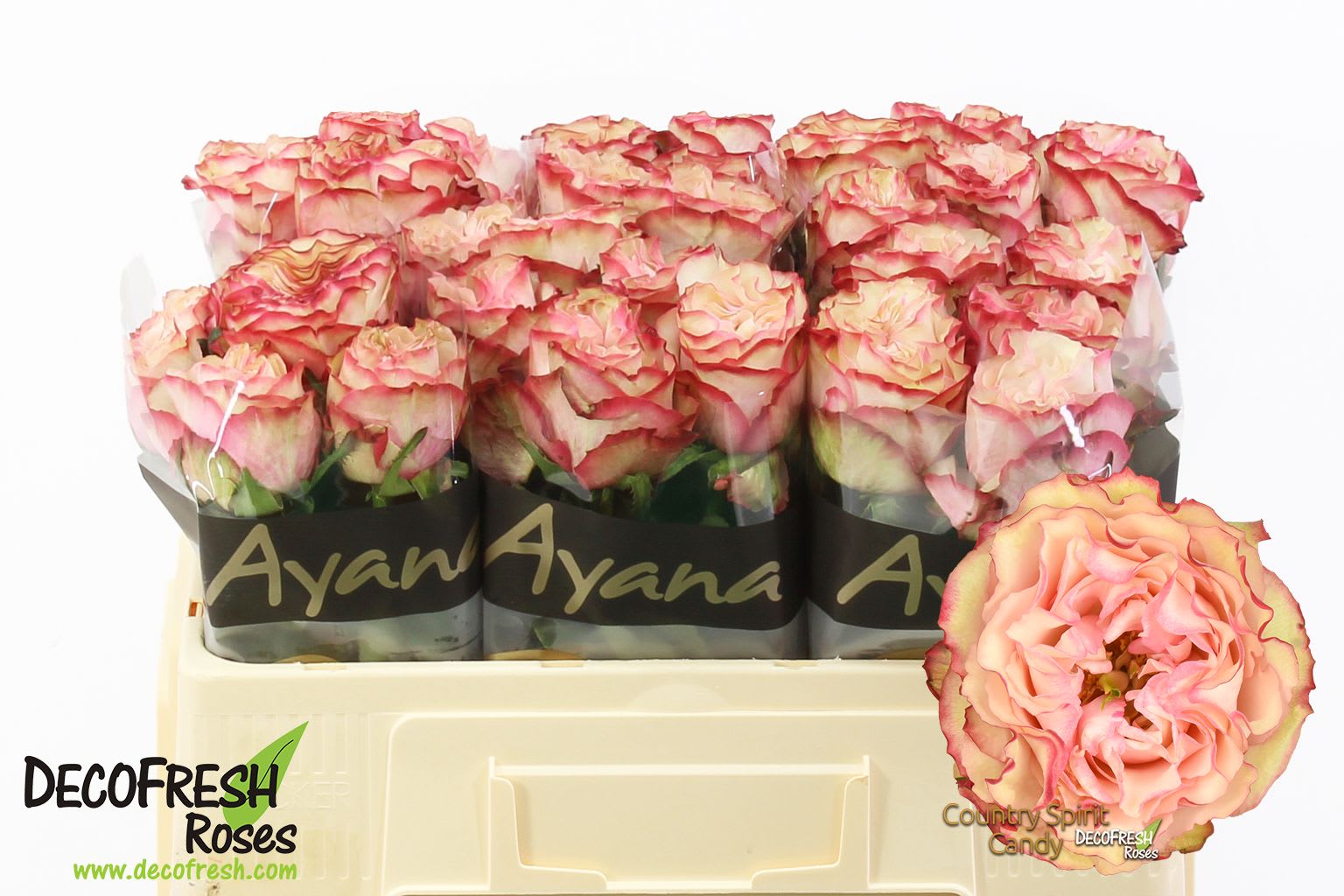 Срезанные цветы оптом Rosa large country spirit candy от 40шт. из Голландии с доставкой по России
