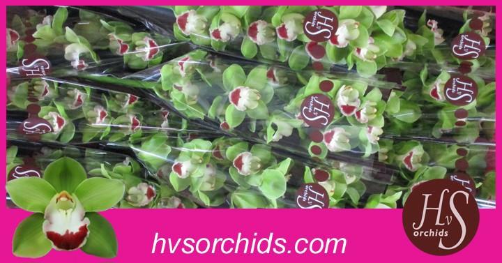 Срезанные цветы оптом Cymbidium green top spot от 12шт из Голландии с доставкой по России