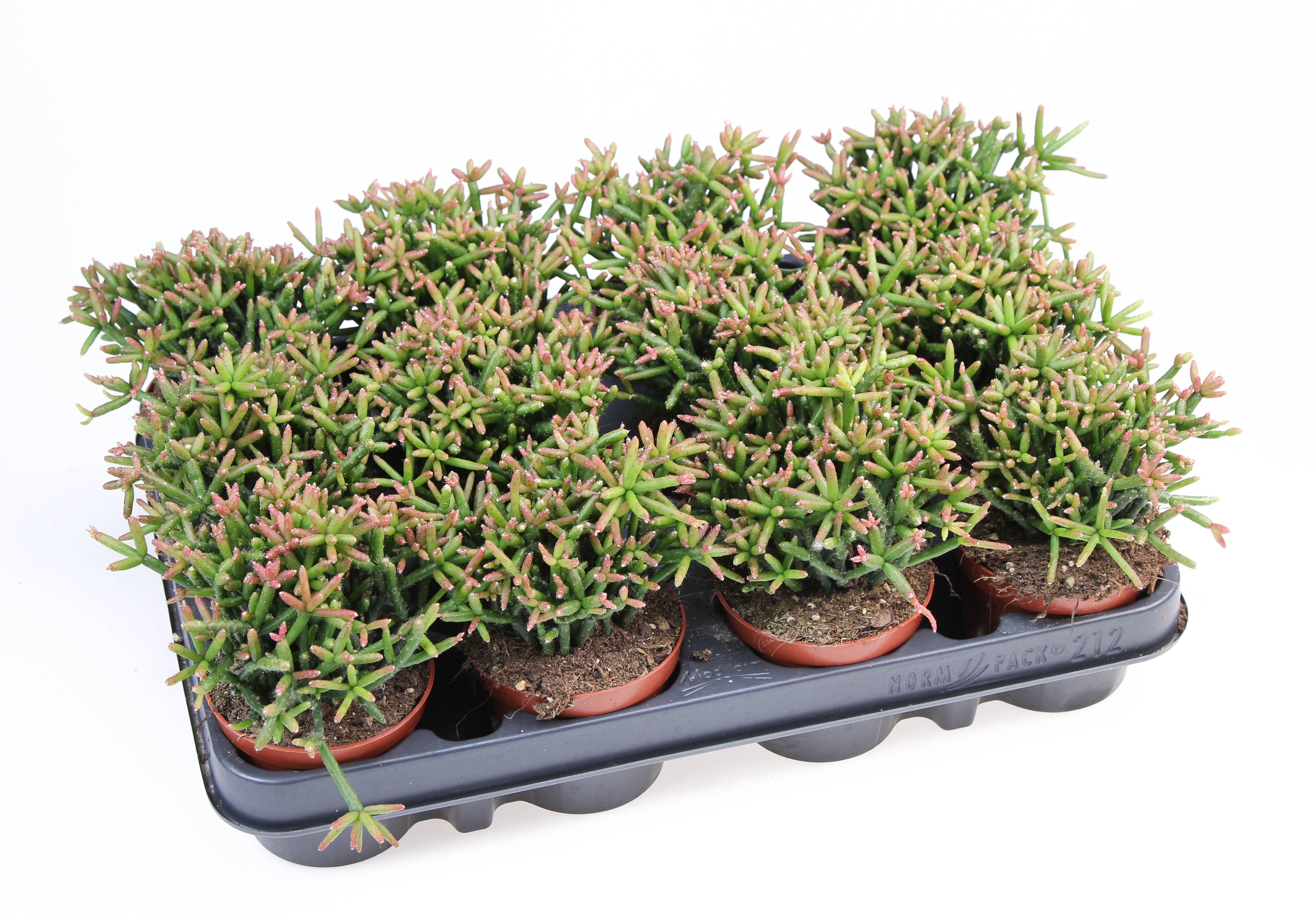 Горшечные цветы и растения оптом Rhipsalis Burchellii от 12шт (для телеги) из Голландии с доставкой по России