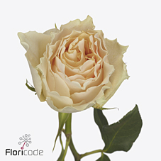 Срезанные цветы оптом Rosa ec cream carpe diem от 40шт из Голландии с доставкой по России