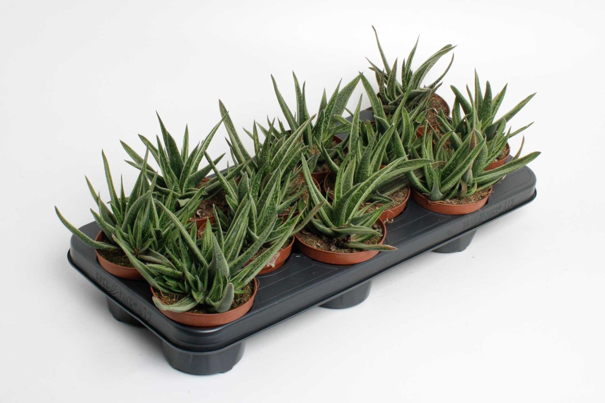 Горшечные цветы и растения оптом Gasteria Doreen от 12шт из Голландии с доставкой по России