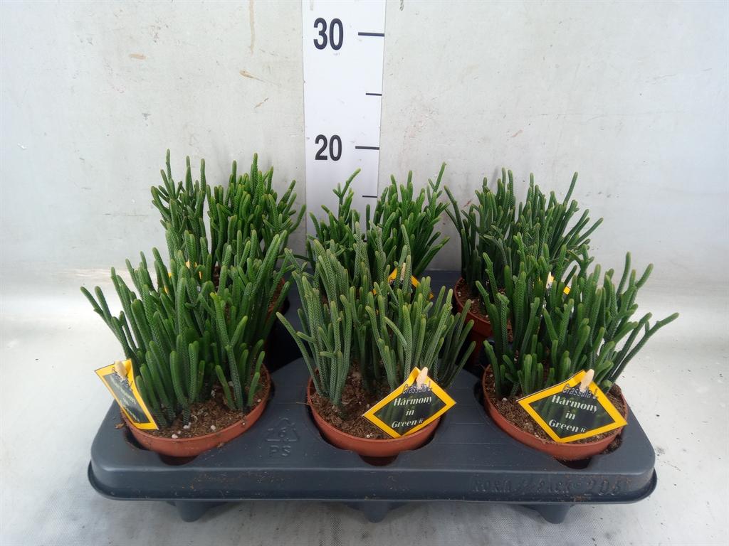 Горшечные цветы и растения оптом Crassula   ... от 6шт из Голландии с доставкой по России