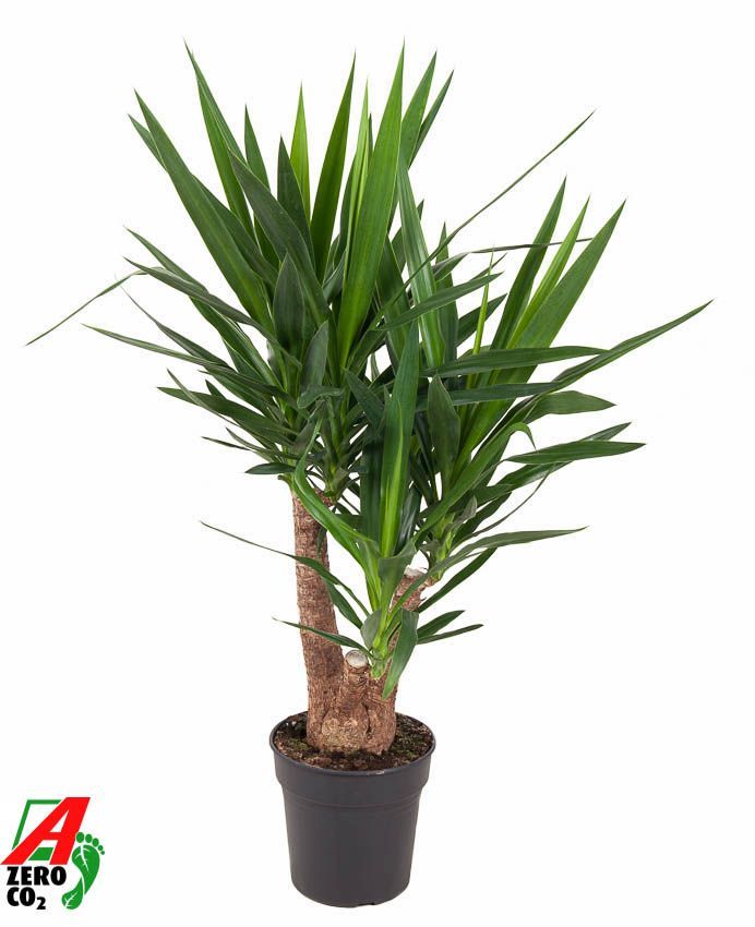 Горшечные цветы и растения оптом Yucca Branched Arms 4+ от 1шт из Голландии с доставкой по России