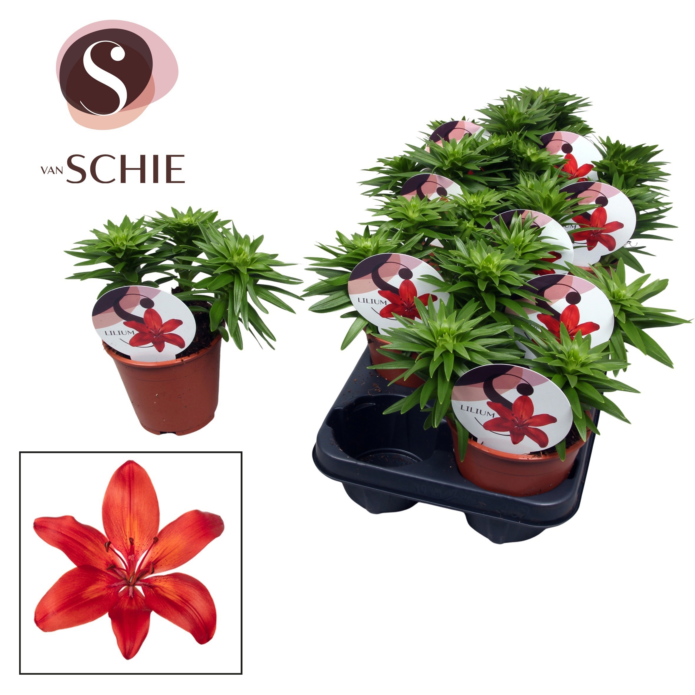 Горшечные цветы и растения оптом Lilium Asiatic Watch Me Grow Red от 9шт из Голландии с доставкой по России