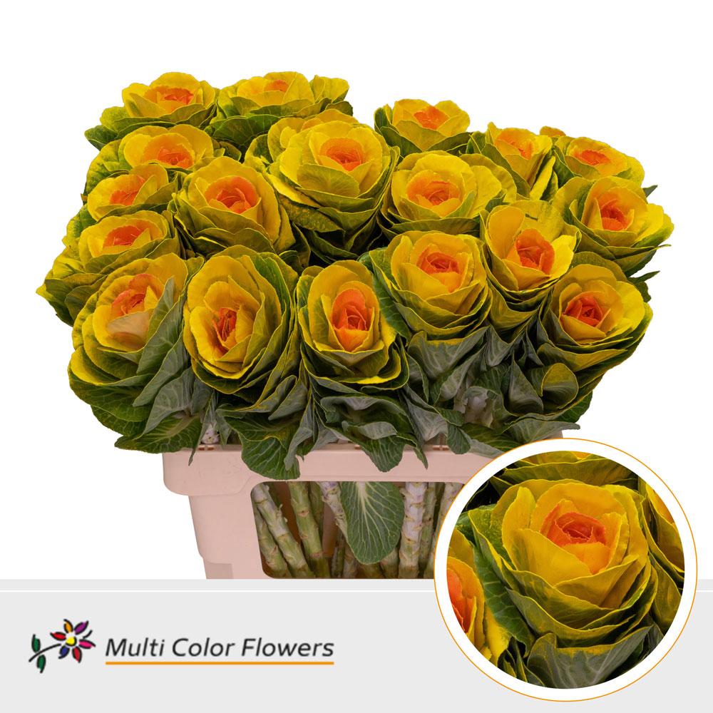 Срезанные цветы оптом Brassica paint yellow + orange eye от 30шт из Голландии с доставкой по России