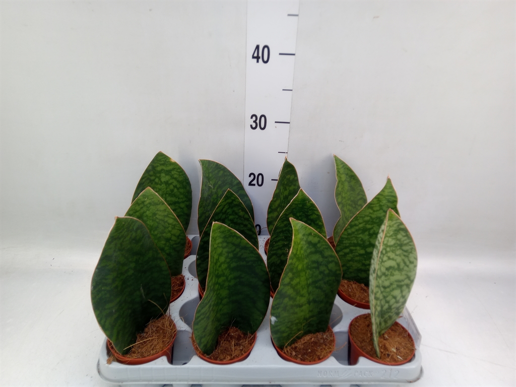 Горшечные цветы и растения оптом Sansevieria Grandis от 12шт (для телеги) из Голландии с доставкой по России