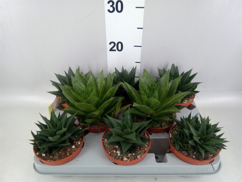 Горшечные цветы и растения оптом Aloe ...mix от 8шт из Голландии с доставкой по России
