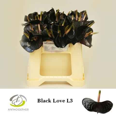 Срезанные цветы оптом Anthurium love black от 60шт из Голландии с доставкой по России