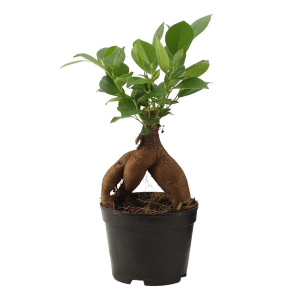 Горшечные цветы и растения оптом Ficus Ginseng от 18шт из Голландии с доставкой по России