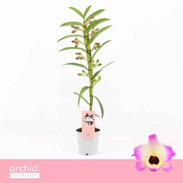 Горшечные цветы и растения оптом Den Nob 1st Sunny Eyes Orchid Collection от 10шт из Голландии с доставкой по России