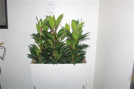 Горшечные цветы и растения оптом Fic Cyat Compacta 3pp от 6шт из Голландии с доставкой по России