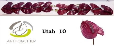Срезанные цветы оптом Anthurium utah от 10шт из Голландии с доставкой по России