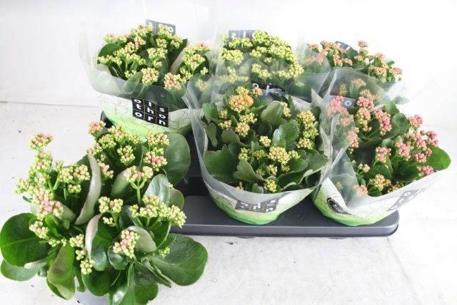 Горшечные цветы и растения оптом Kal Ge Gem 5 Kl от 6шт из Голландии с доставкой по России