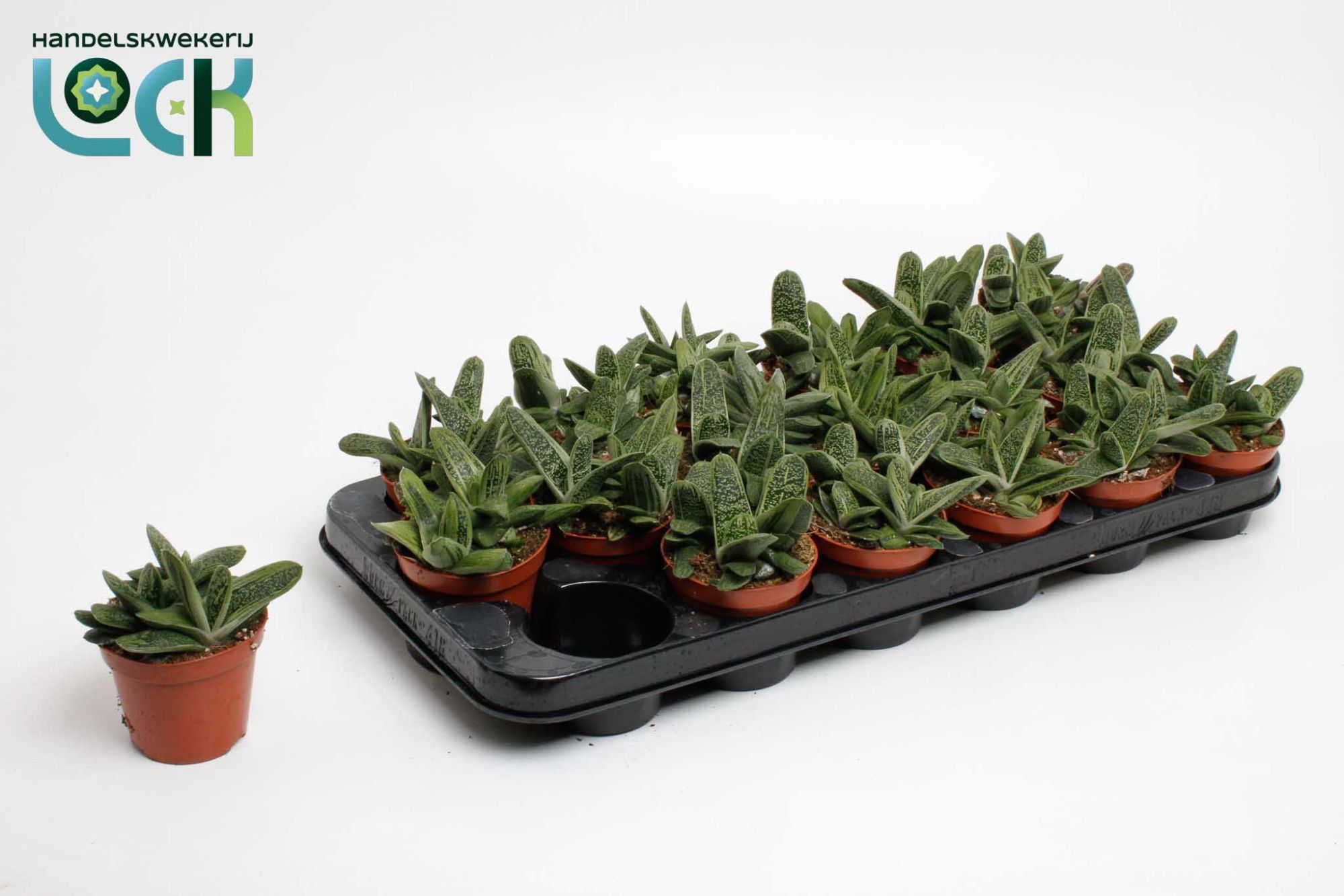 Горшечные цветы и растения оптом Gasteria Littel Worthy от 12шт (для телеги) из Голландии с доставкой по России