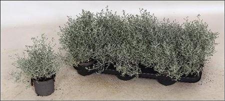 Горшечные цветы и растения оптом Leucoph Brownii от 12шт из Голландии с доставкой по России