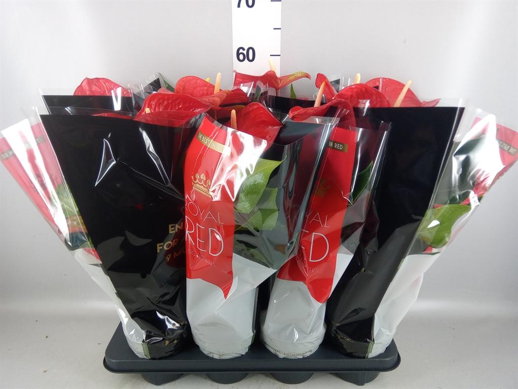 Горшечные цветы и растения оптом Anthurium ...mix от 8шт из Голландии с доставкой по России