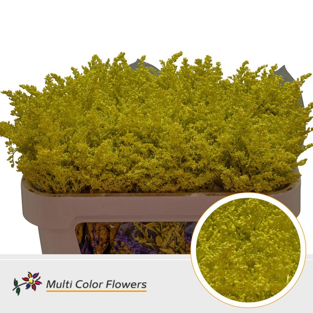 Срезанные цветы оптом Solidago paint yellow от 100шт из Голландии с доставкой по России