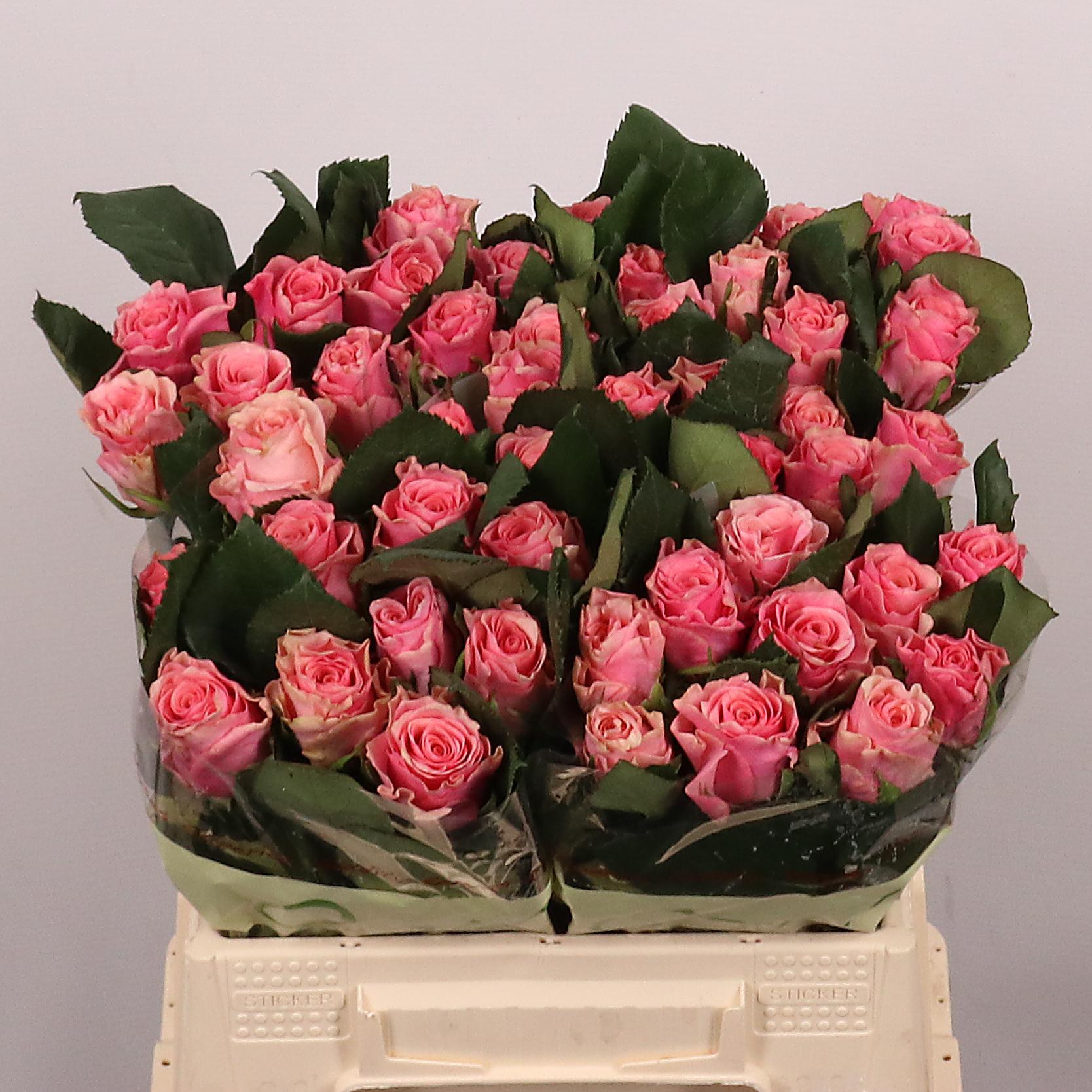 Срезанные цветы оптом Rosa large light pink tacazzi+ от 40шт. из Голландии с доставкой по России