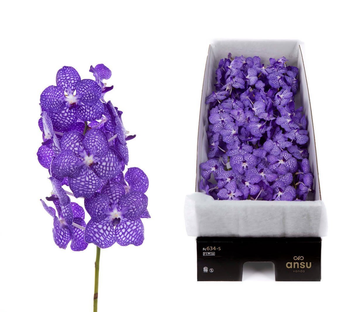 Срезанные цветы оптом Vanda kanchana china blue per stem от 16шт из Голландии с доставкой по России