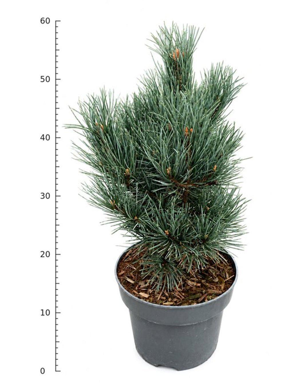 Горшечные цветы и растения оптом Pinus Sylv Watereri от 1шт из Голландии с доставкой по России