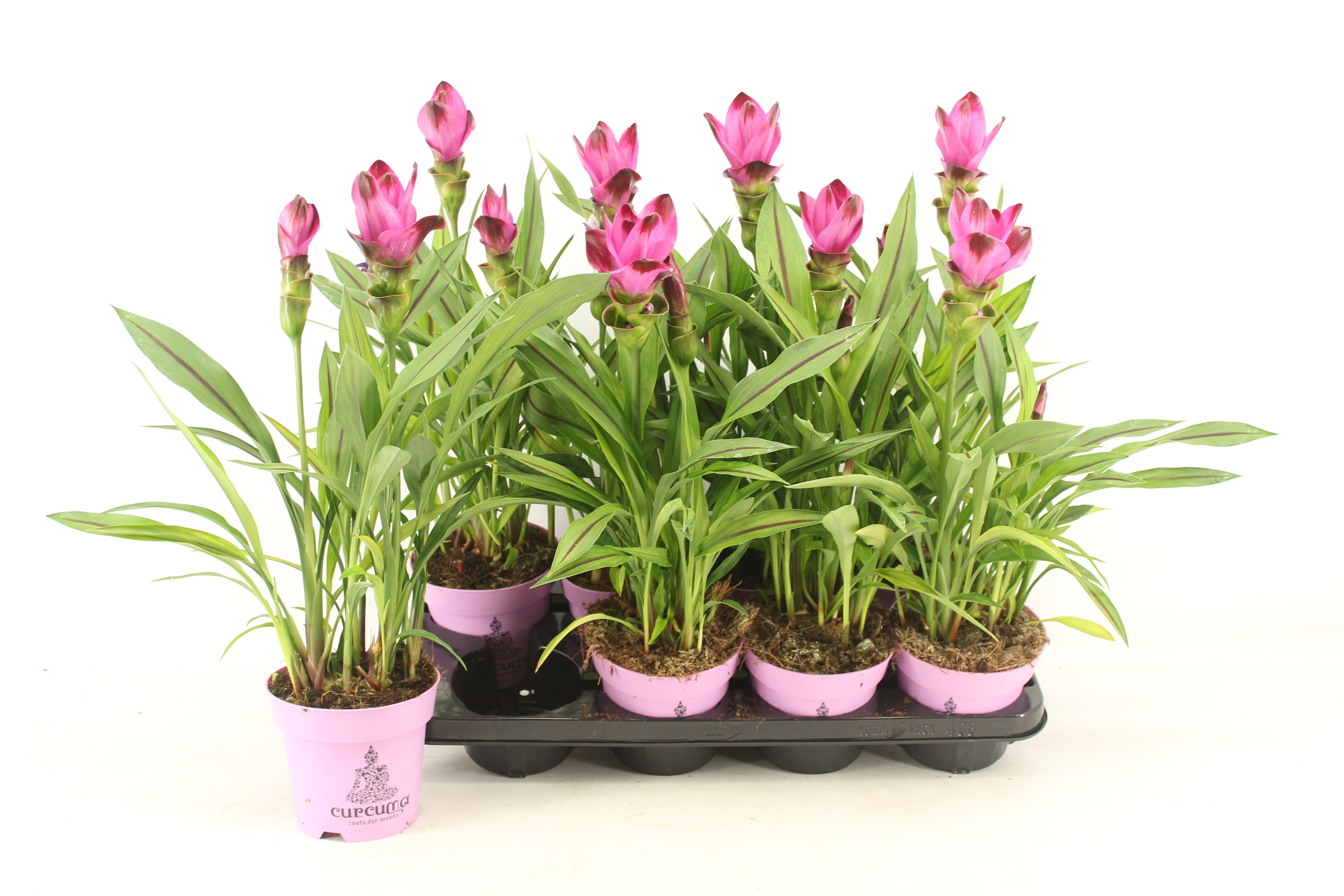 Горшечные цветы и растения оптом Curcu Al Siam Splash от 8шт из Голландии с доставкой по России Горшечные цветы и растения оптом Curcu Al Siam Splash от 8шт из Голландии с доставкой по России