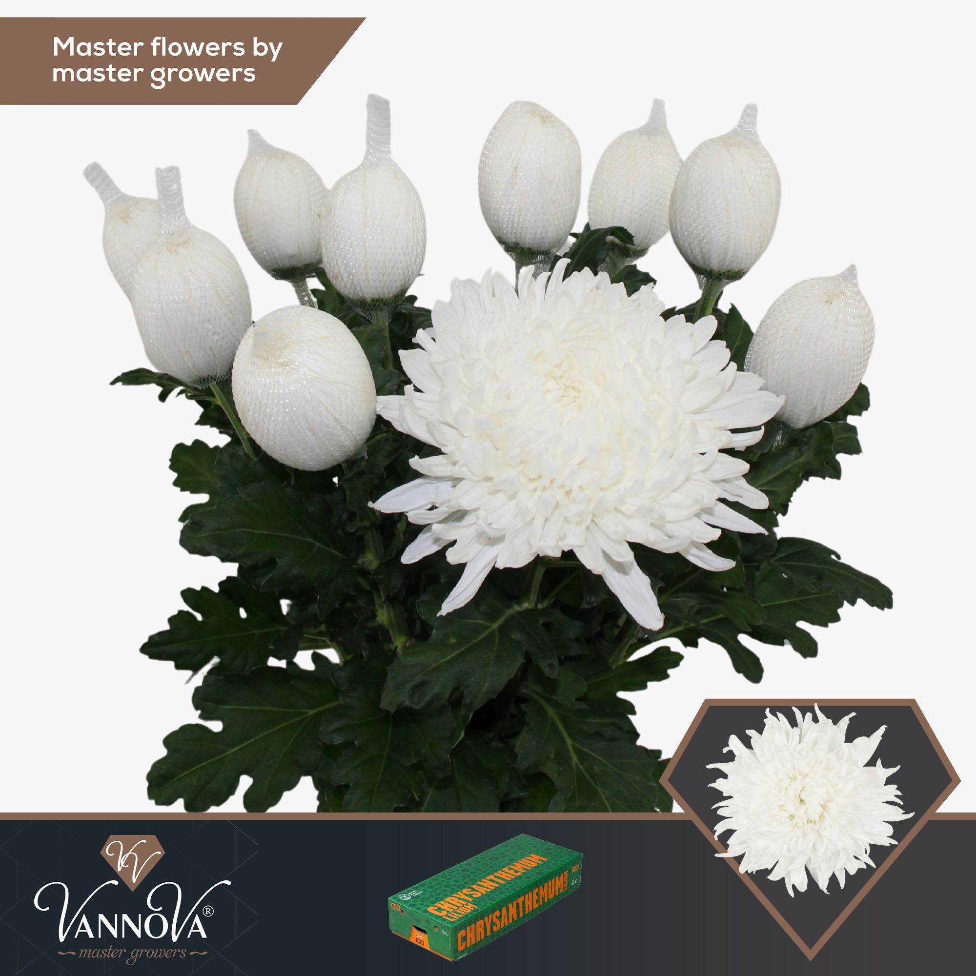 Срезанные цветы оптом Chrys bl stravina от 60шт из Голландии с доставкой по России