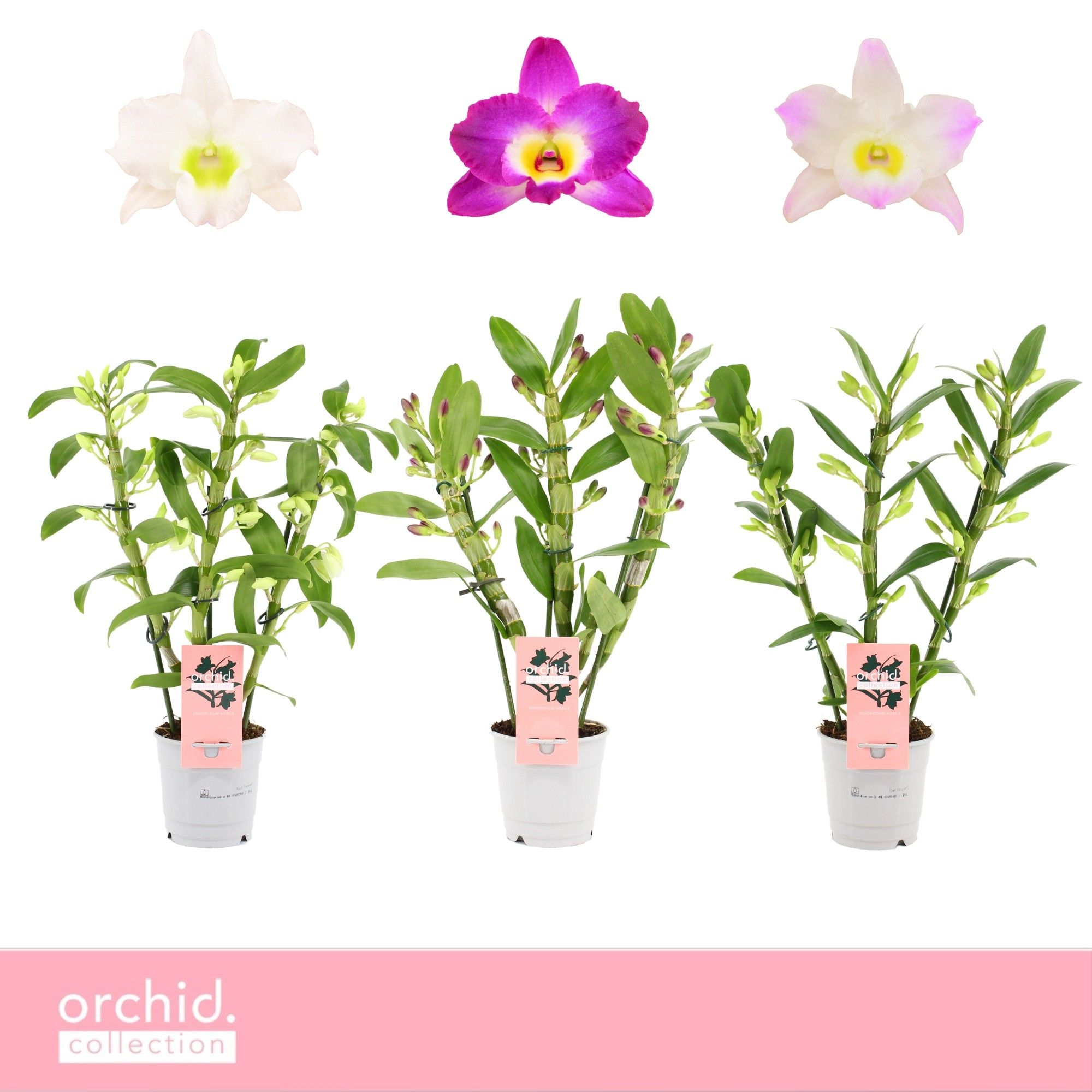 Горшечные цветы и растения оптом Dendr Nob 3st Mix Compact Orchid Collection от 10шт из Голландии с доставкой по России