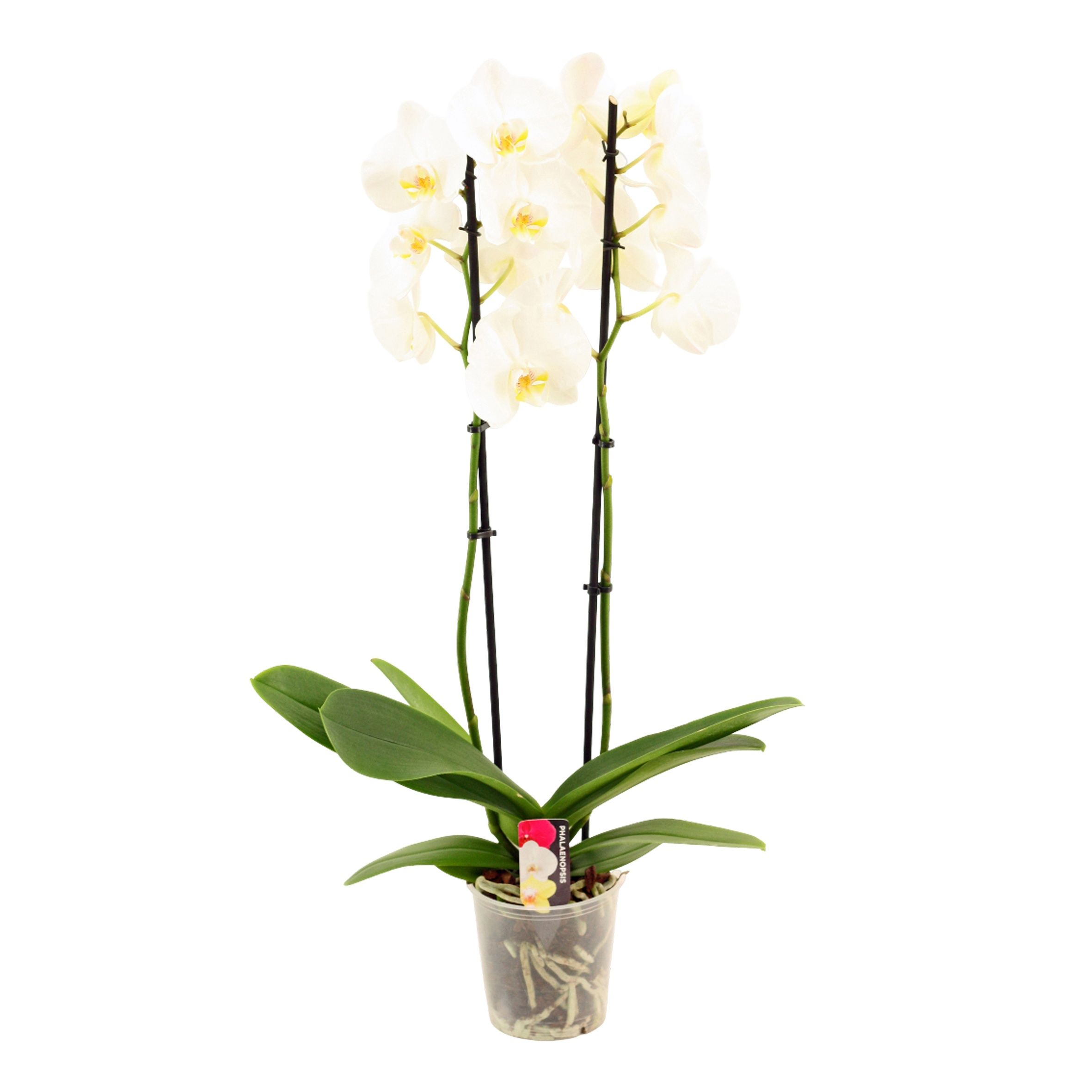 Горшечные цветы и растения оптом Phal Ov Wit от 10шт'''' из Голландии с доставкой по России