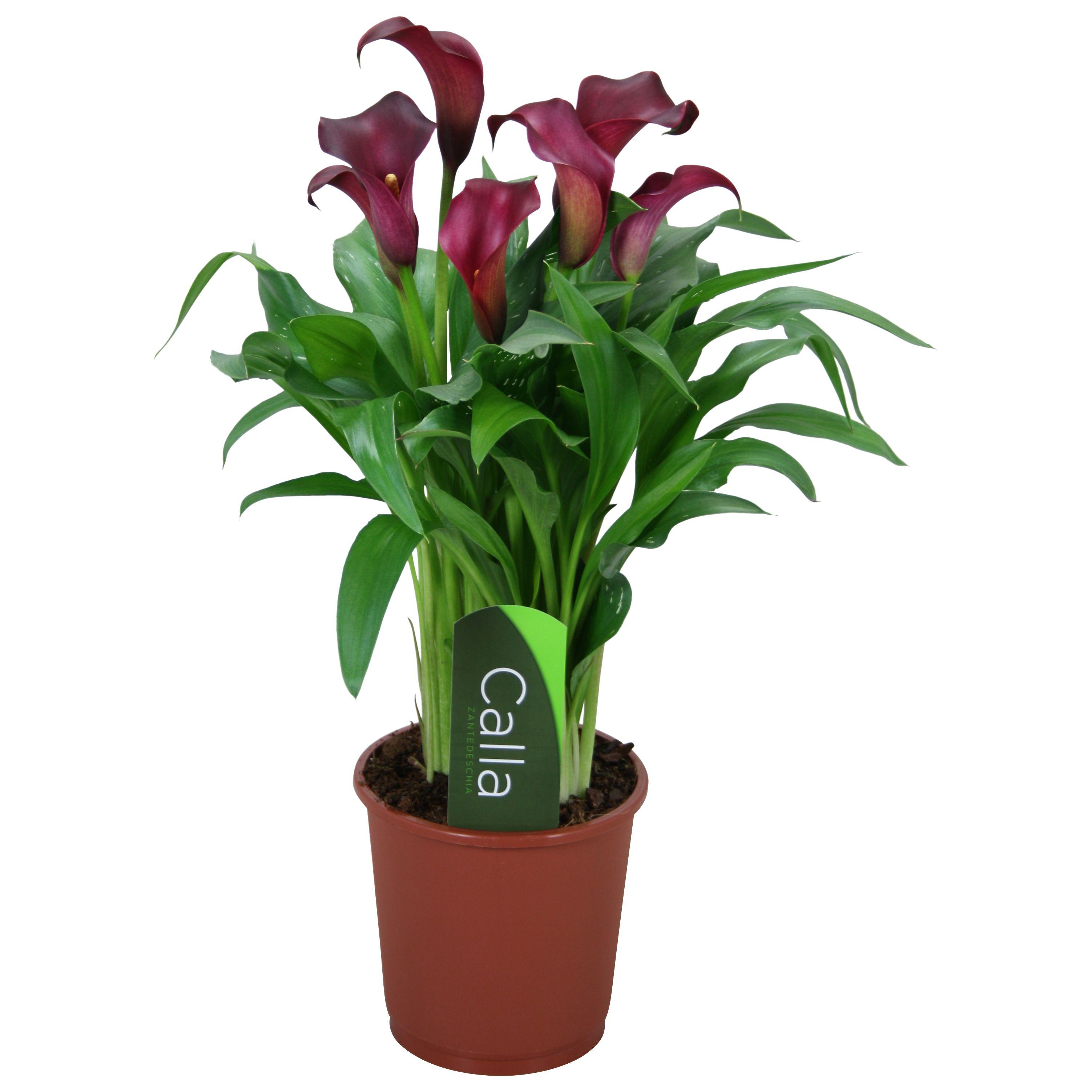 Горшечные цветы и растения оптом Zantedeschia Allure Red 5+ от 8шт из Голландии с доставкой по России