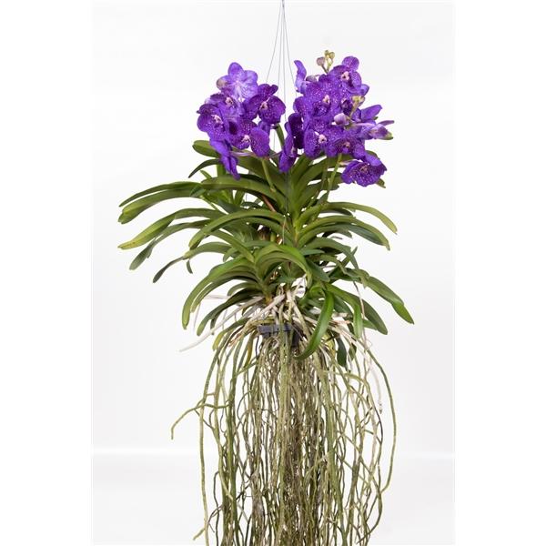 Горшечные цветы и растения оптом Vanda Tweed Blue Motherplant Xl от 5шт из Голландии с доставкой по России