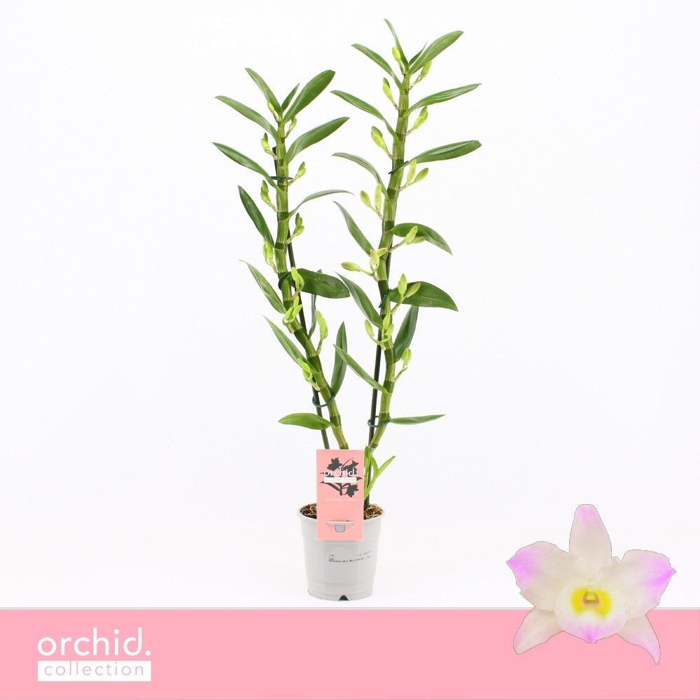 Горшечные цветы и растения оптом Dendr Nob 2st Kumiko Orchid Collection от 10шт из Голландии с доставкой по России