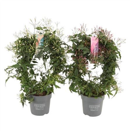 Горшечные цветы и растения оптом Jasminum Mix Arch 300+ от 9шт из Голландии с доставкой по России Горшечные цветы и растения оптом Jasminum Mix Arch 300+ от 9шт из Голландии с доставкой по России