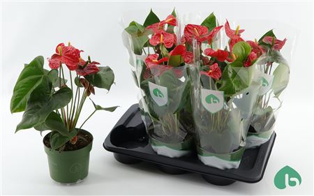 Горшечные цветы и растения оптом Anthu An Arebo 5+ P17 от 6шт из Голландии с доставкой по России