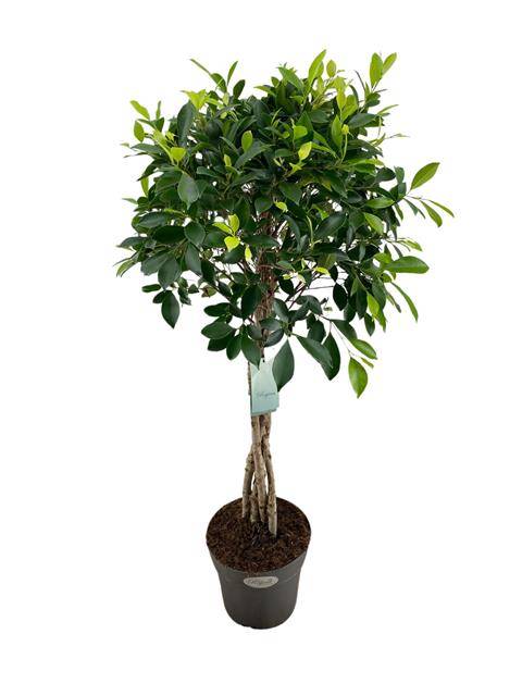 Горшечные цветы и растения оптом Ficus Nitida Vlecht от 1шт из Голландии с доставкой по России