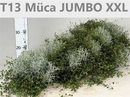 Горшечные цветы и растения оптом Mueca T13 от 8шт из Голландии с доставкой по России