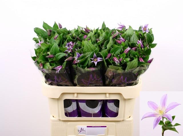 Срезанные цветы оптом Clematis star river от 60шт. из Голландии с доставкой по России