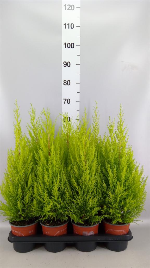 Горшечные цветы и растения оптом Cupressus Macro. goldcrest Wilma A от 7шт из Голландии с доставкой по России