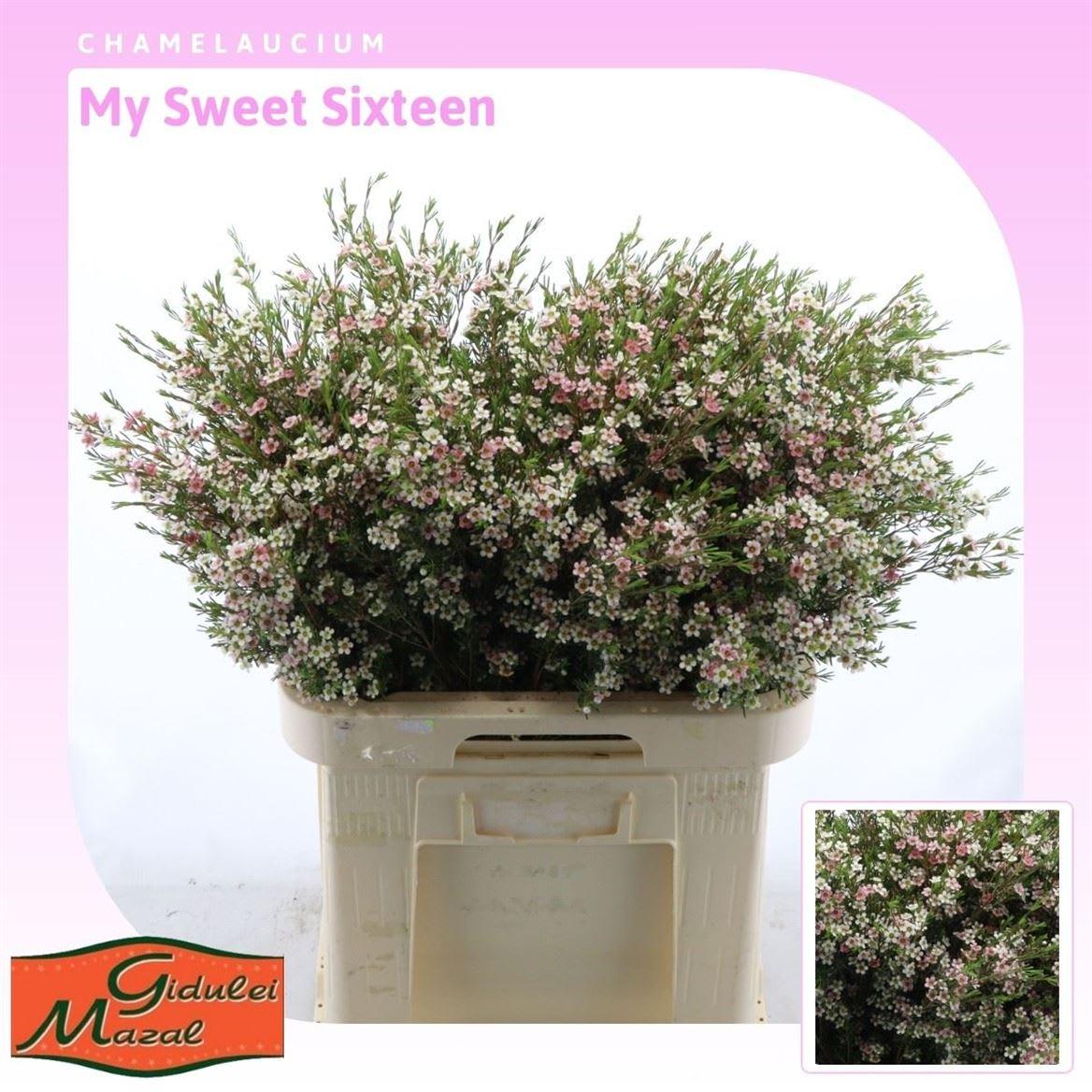 Срезанные цветы оптом Chamelaucium my sweet 16 от 100шт из Голландии с доставкой по России