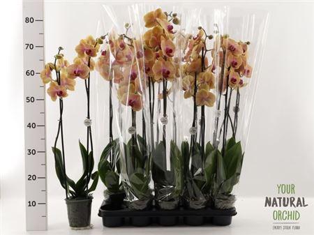 Горшечные цветы и растения оптом Phal 2st Caribbean Dream (stolk) от 10шт из Голландии с доставкой по России