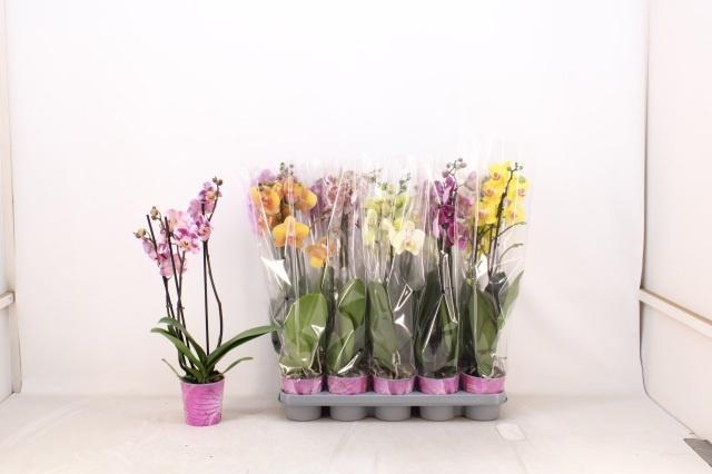 Горшечные цветы и растения оптом Phalaenopsis Mix от 10шт из Голландии с доставкой по России