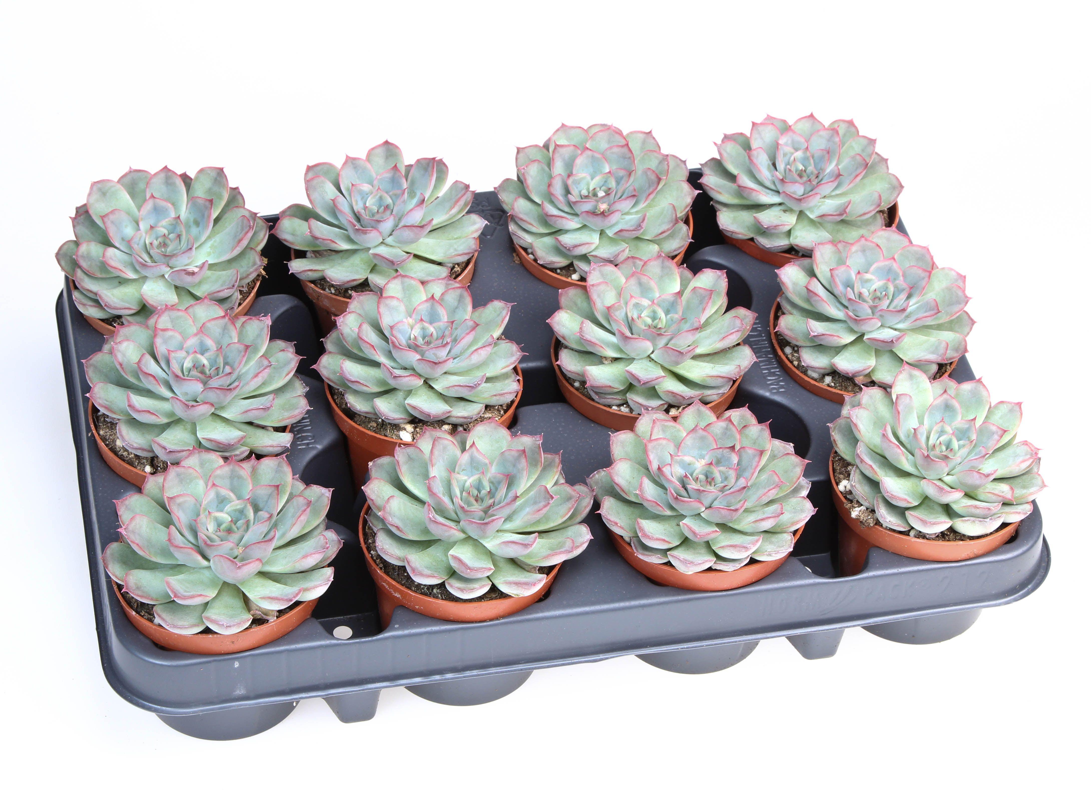 Горшечные цветы и растения оптом Echeveria Mystery от 12шт (для телеги) из Голландии с доставкой по России