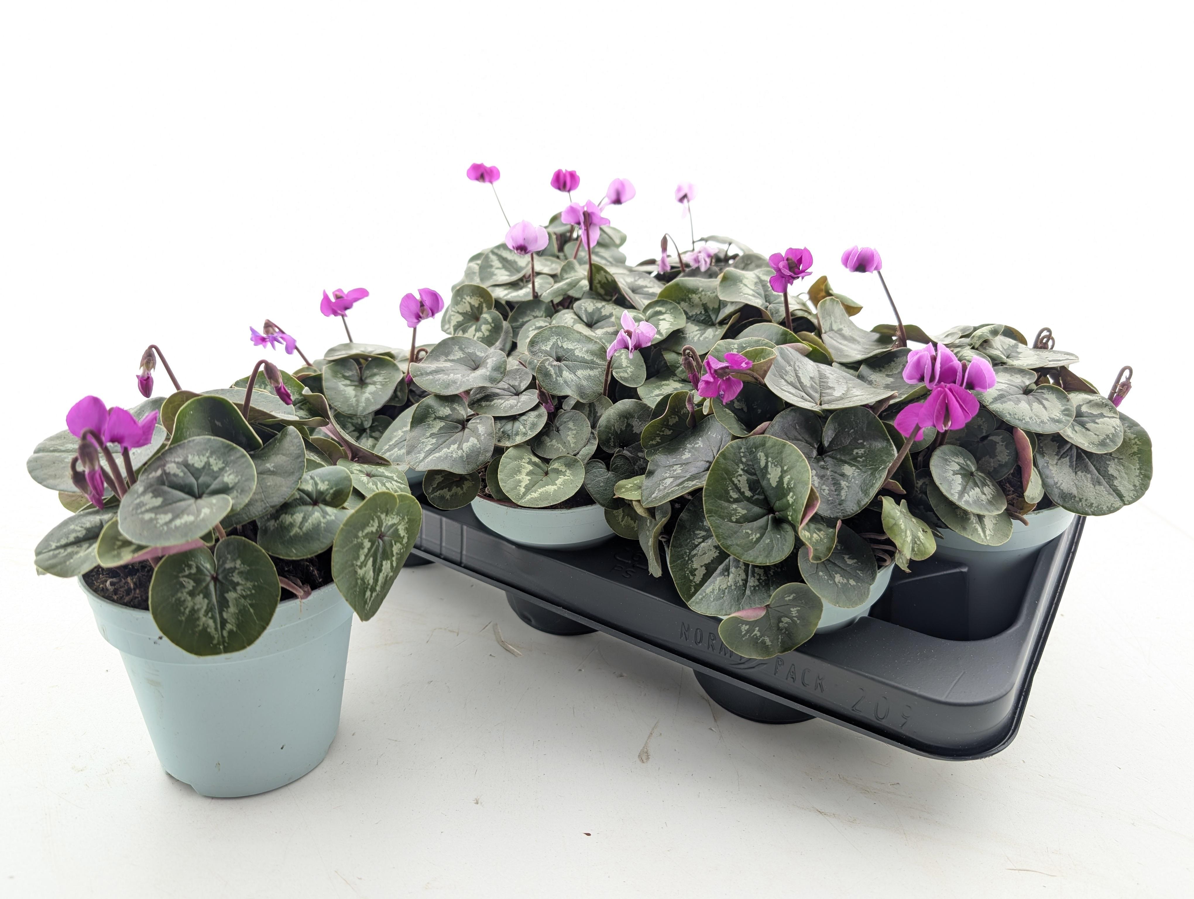 Горшечные цветы и растения оптом Cycl Coum от 9шт (для телеги) из Голландии с доставкой по России