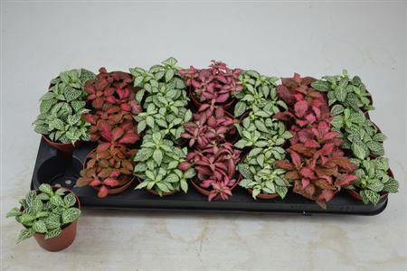 Горшечные цветы и растения оптом Fittonia Mix от 21шт (для телеги) из Голландии с доставкой по России